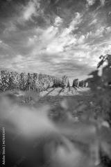 preview bw