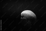 preview bw