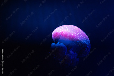 image to crop