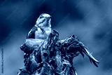 preview cold