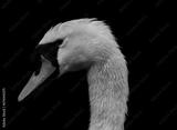 preview bw
