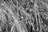 preview bw