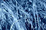preview cold