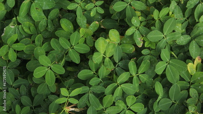 image to crop