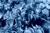 preview cold
