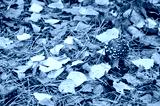 preview cold