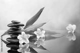 preview bw