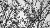 preview bw