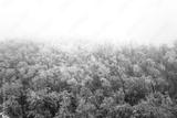 preview bw
