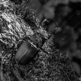preview bw