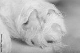 preview bw