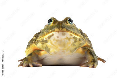 image to crop