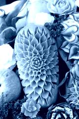 preview cold