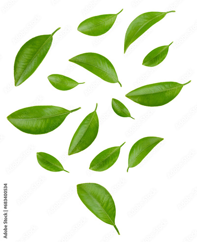 image to crop