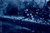 preview cold