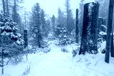 preview cold