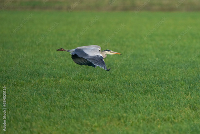 image to crop