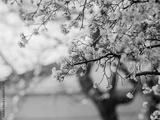preview bw