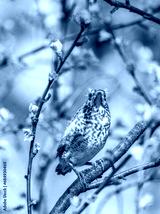 preview cold