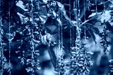 preview cold