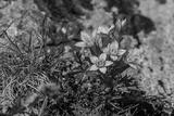 preview bw