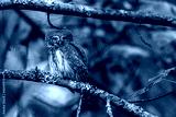 preview cold