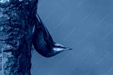 preview cold