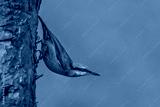 preview cold