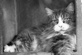 preview bw