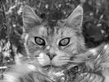 preview bw