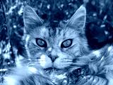 preview cold