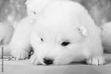 preview bw