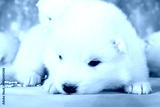preview cold