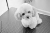 preview bw