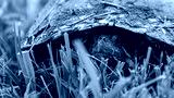 preview cold