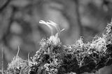 preview bw