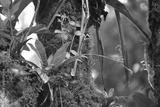 preview bw