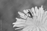 preview bw