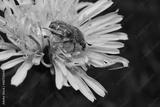 preview bw