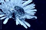 preview cold