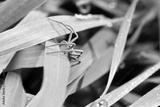 preview bw