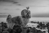 preview bw