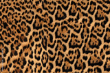 preview original
