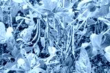 preview cold
