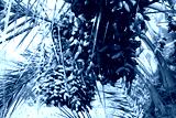 preview cold