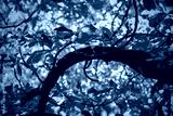 preview cold