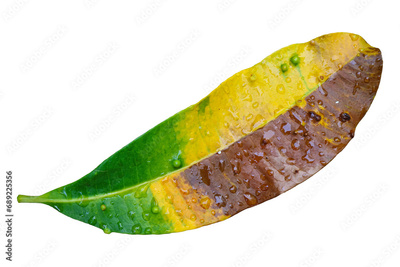 image to crop