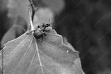 preview bw