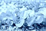 preview cold