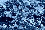preview cold